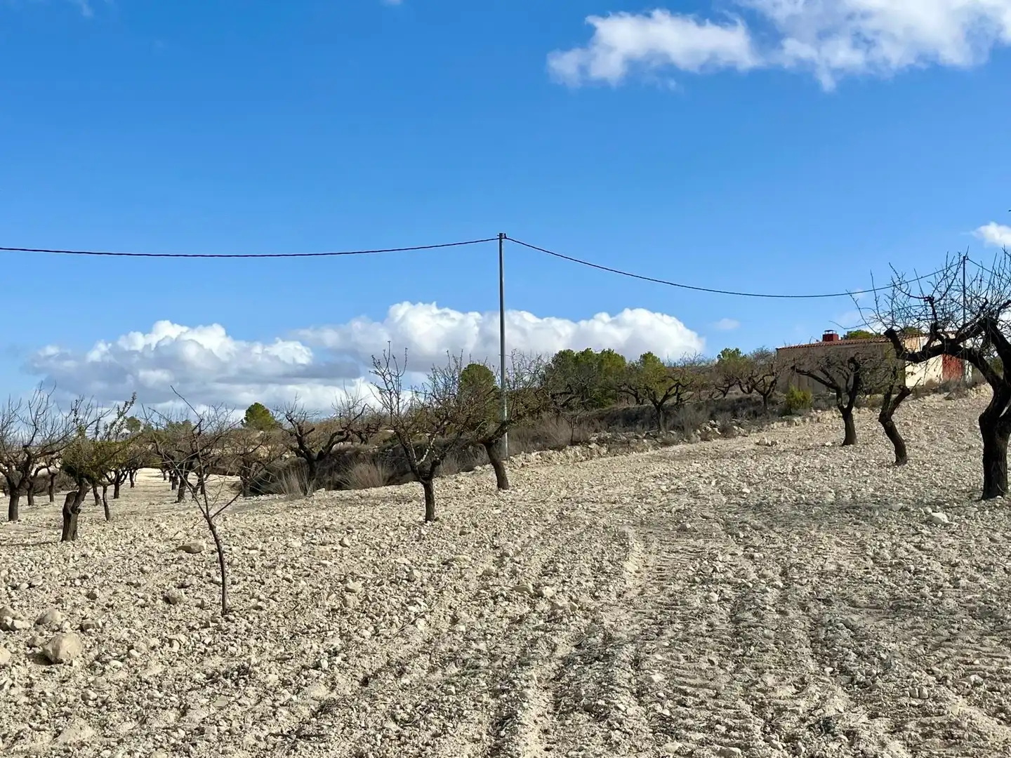 Lands and plots for sale in Bullas, imagen 31