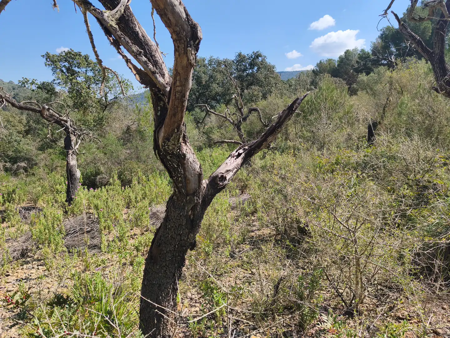 Terreno rustico in vendita a Algaida, imagen 2
