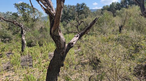 Finca de garriga, immagine 2