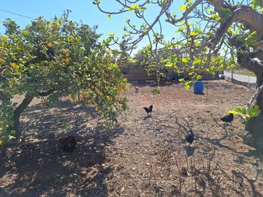 Haus mit Garten zum Verkauf in Partidas de Alicante