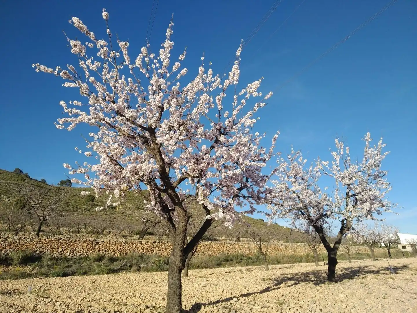 Terreny residencial en venda a Hondón de las Nieves / El Fondó de les Neus