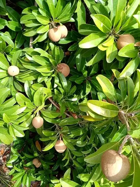 Jardín de Finca rústica en venta en Vallehermoso con Aire acondicionado, Calefacción y Jardín privado