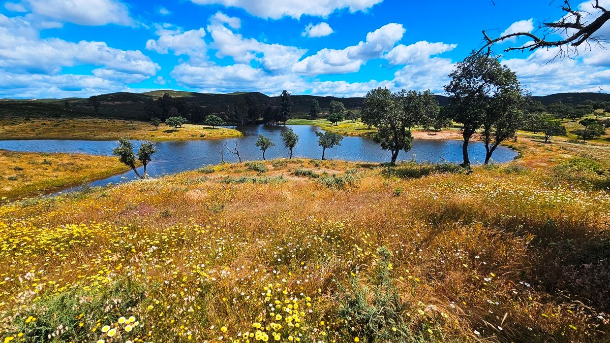 Exterior view of Land for sale in Almonaster la Real