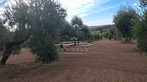 Finca de olivos de un pie en Monturque, immagine 4