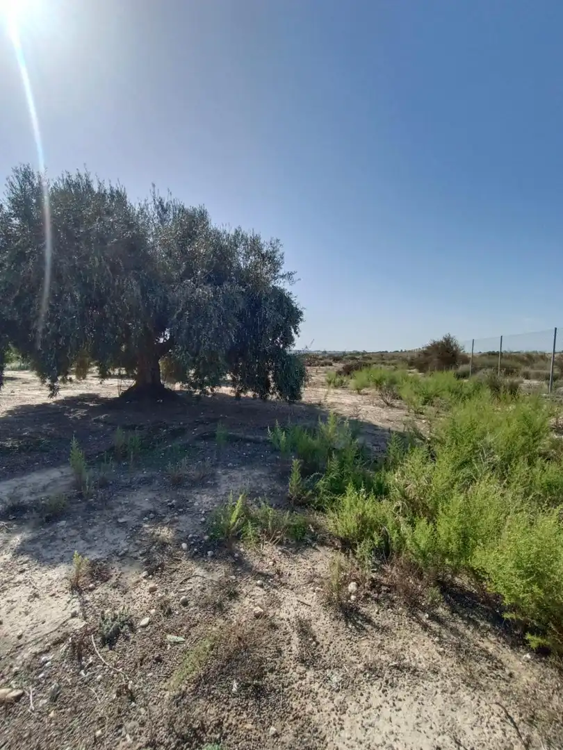 Houses for sale in Molina de Segura