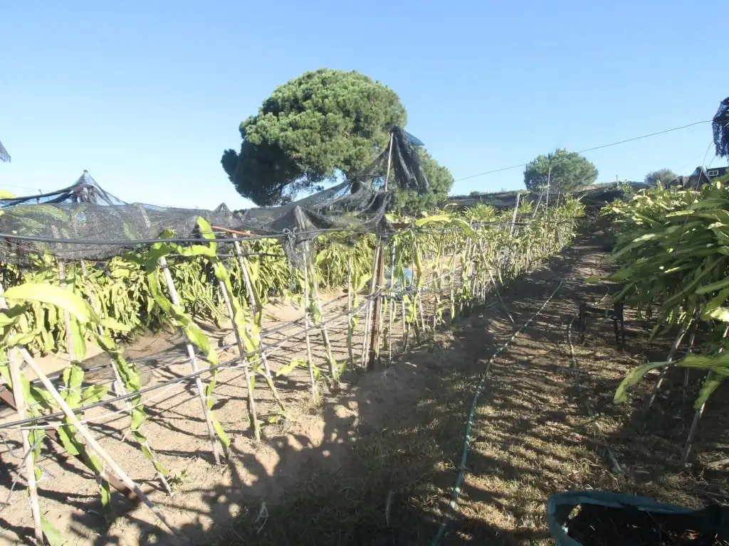 Jardín de Finca rústica en venta en La Alcaidesa