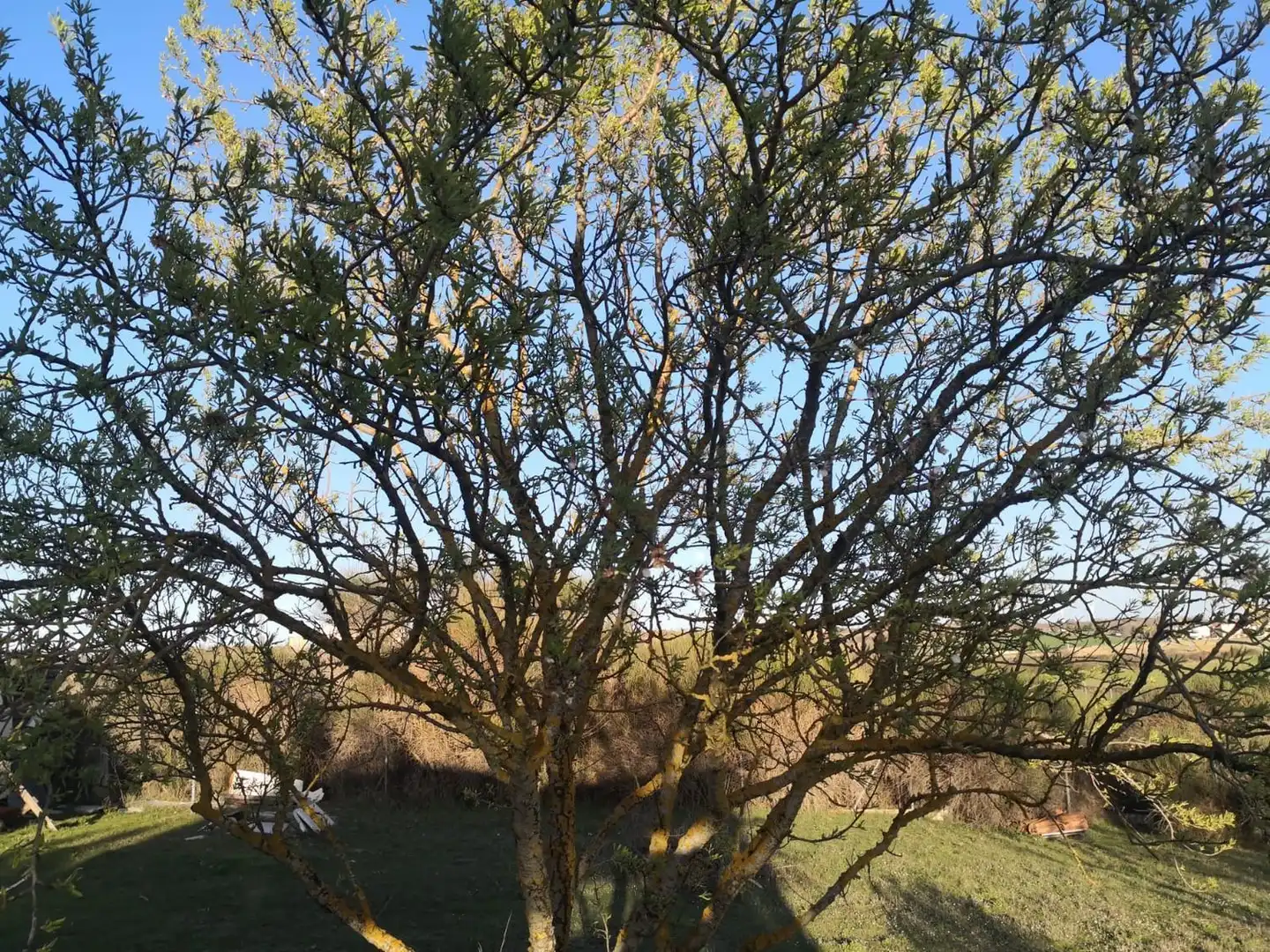 Jardí de Finca rústica en venda en Modúbar de la Emparedada amb Jardí privat i Terrassa