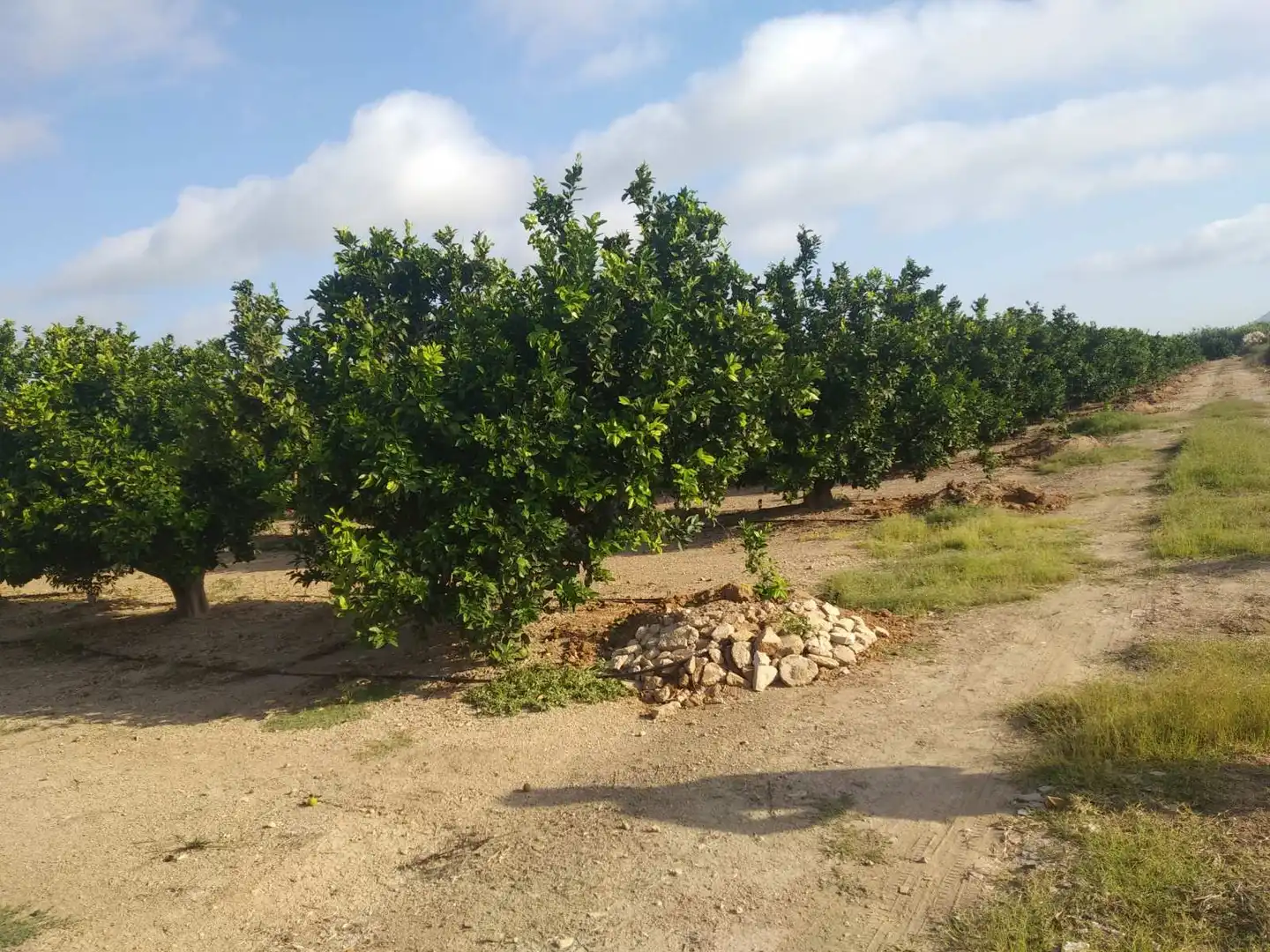 Lands and plots for sale in Favara, imagen 9