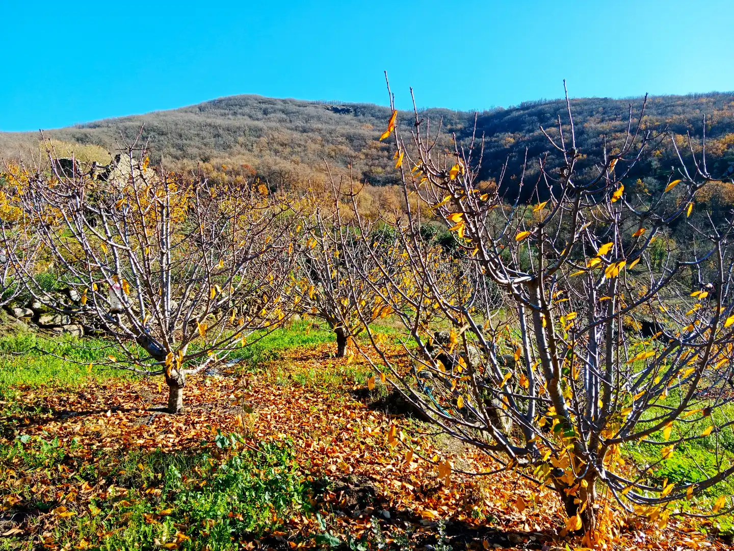 Terreni e lotti in vendita a Casas del Castañar, imagen 12