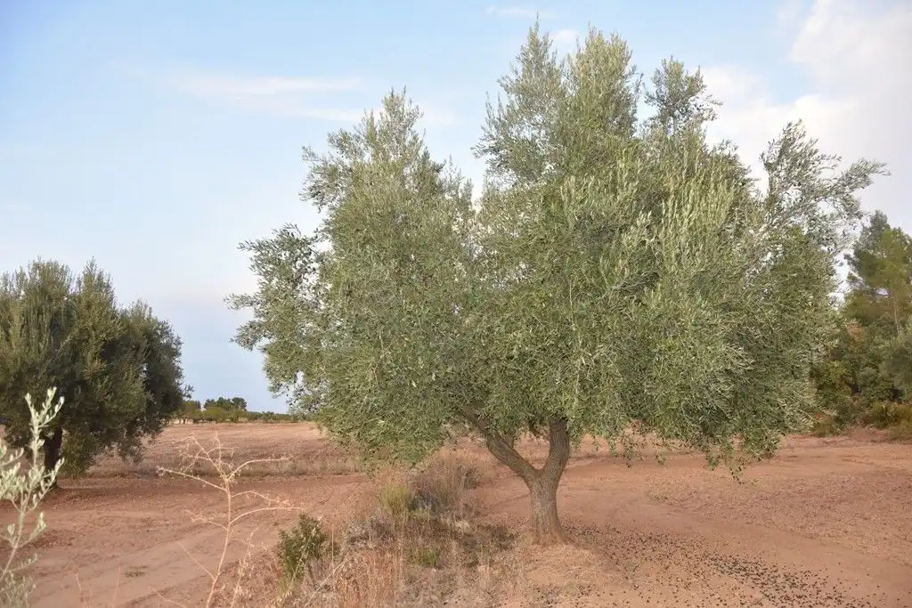Terreni e lotti in vendita a Valderrobres, imagen 3