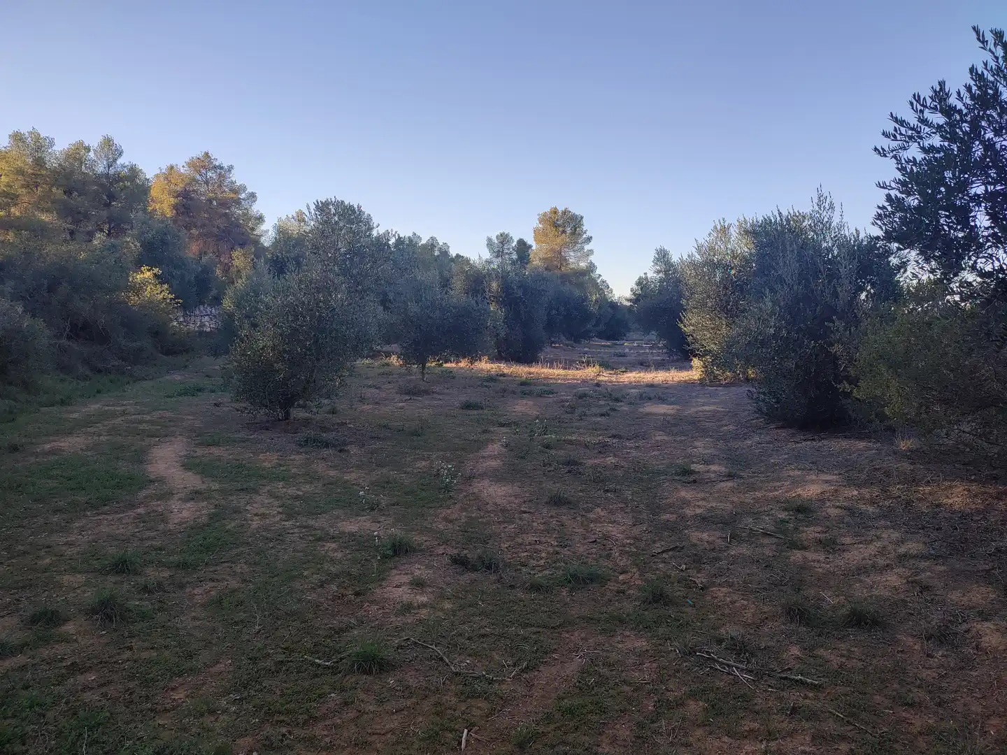 Terreno rústico en venta en Cervià de Les Garrigues, imagen 36