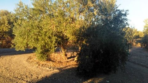 OLIVAR MARTEÑO DE 9 FANEGAS, immagine 2