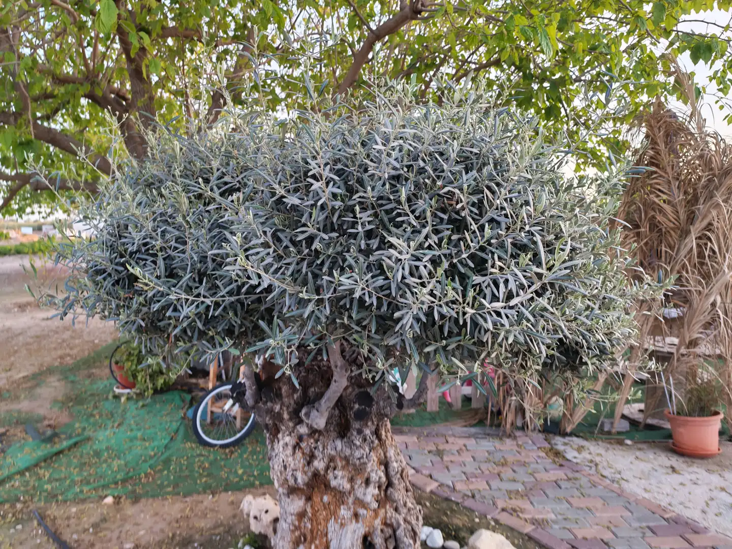 Garten von Einfamilien-Reihenhaus zum Verkauf in Elche / Elx mit Klimaanlage, Privatgarten und Terrasse