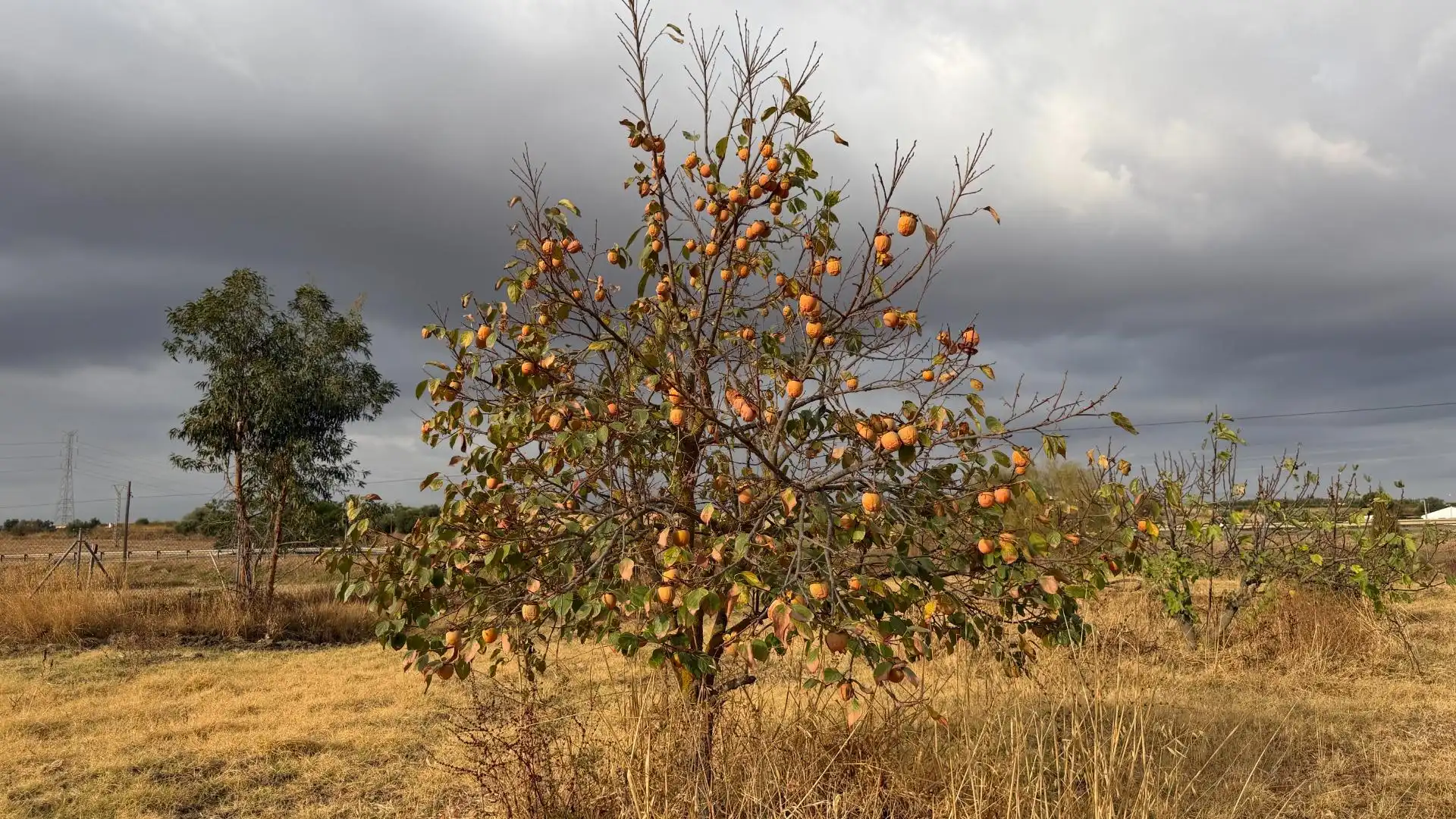 Country homes for sale in Trigueros, Huelva