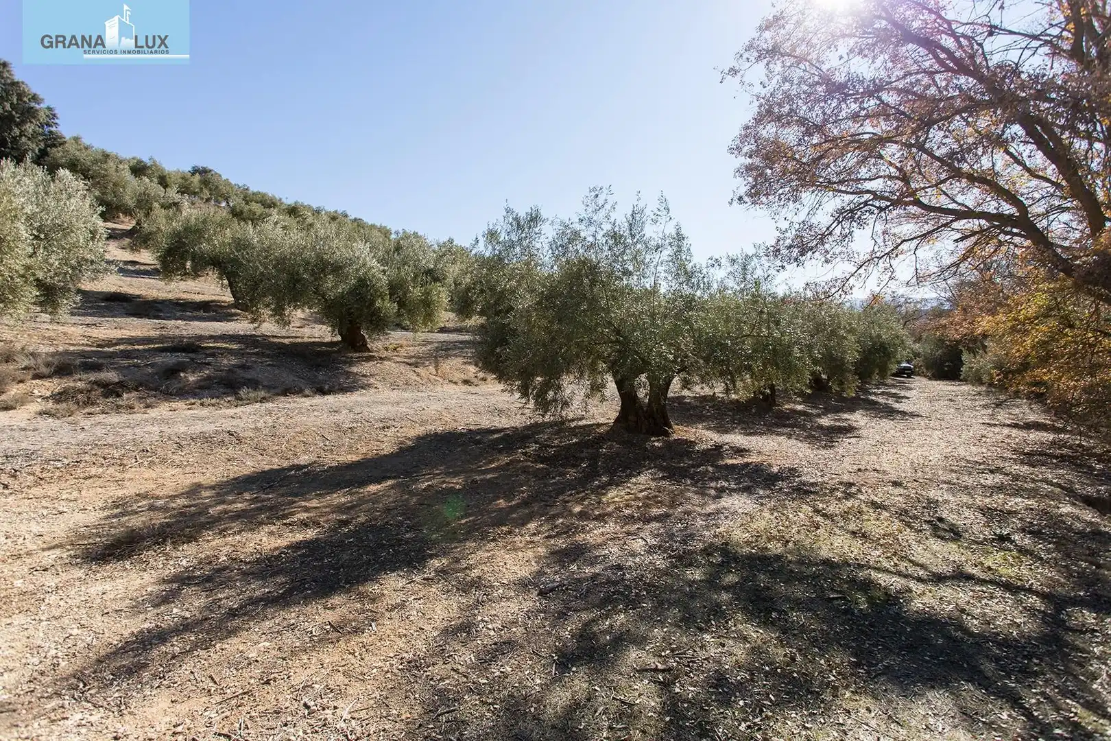 Land for sale in Campotéjar