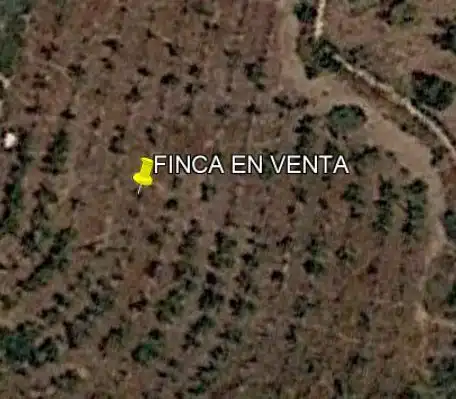 Terreno rústico en venta en Novelda