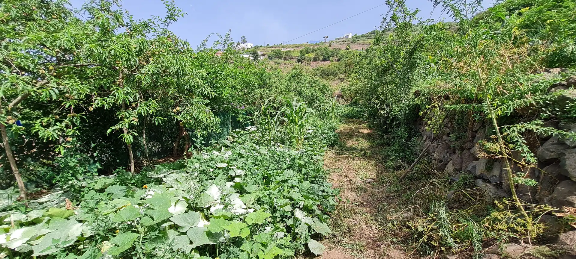 Finca rústica en venda a Icod de los Vinos pueblo