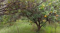 Jardí de Finca rústica en venda en  Córdoba Capital amb Terrassa