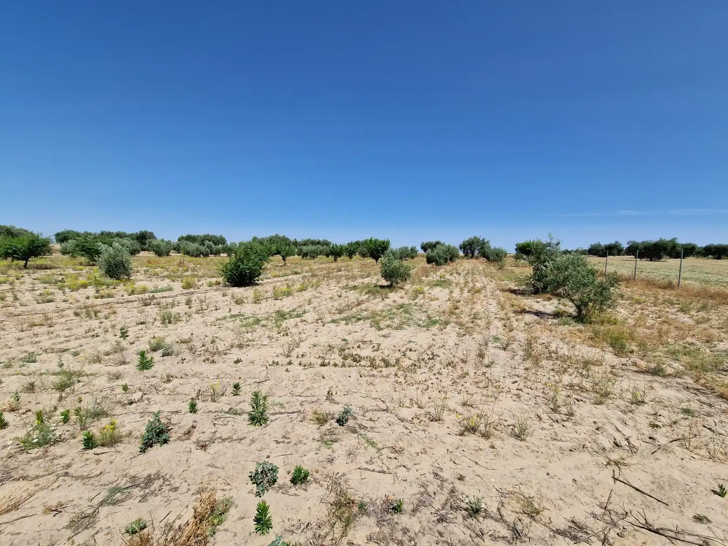 Terrain rustique à vendre à Don Benito, imagen 3