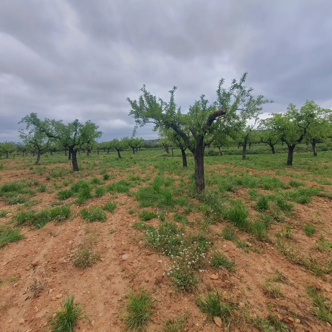 Rustikales Grundstück zum Verkauf in El Pinell de Brai, imagen 14