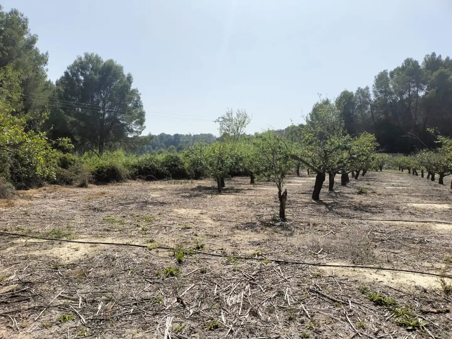 Local en venta en L'Alcúdia de Crespins