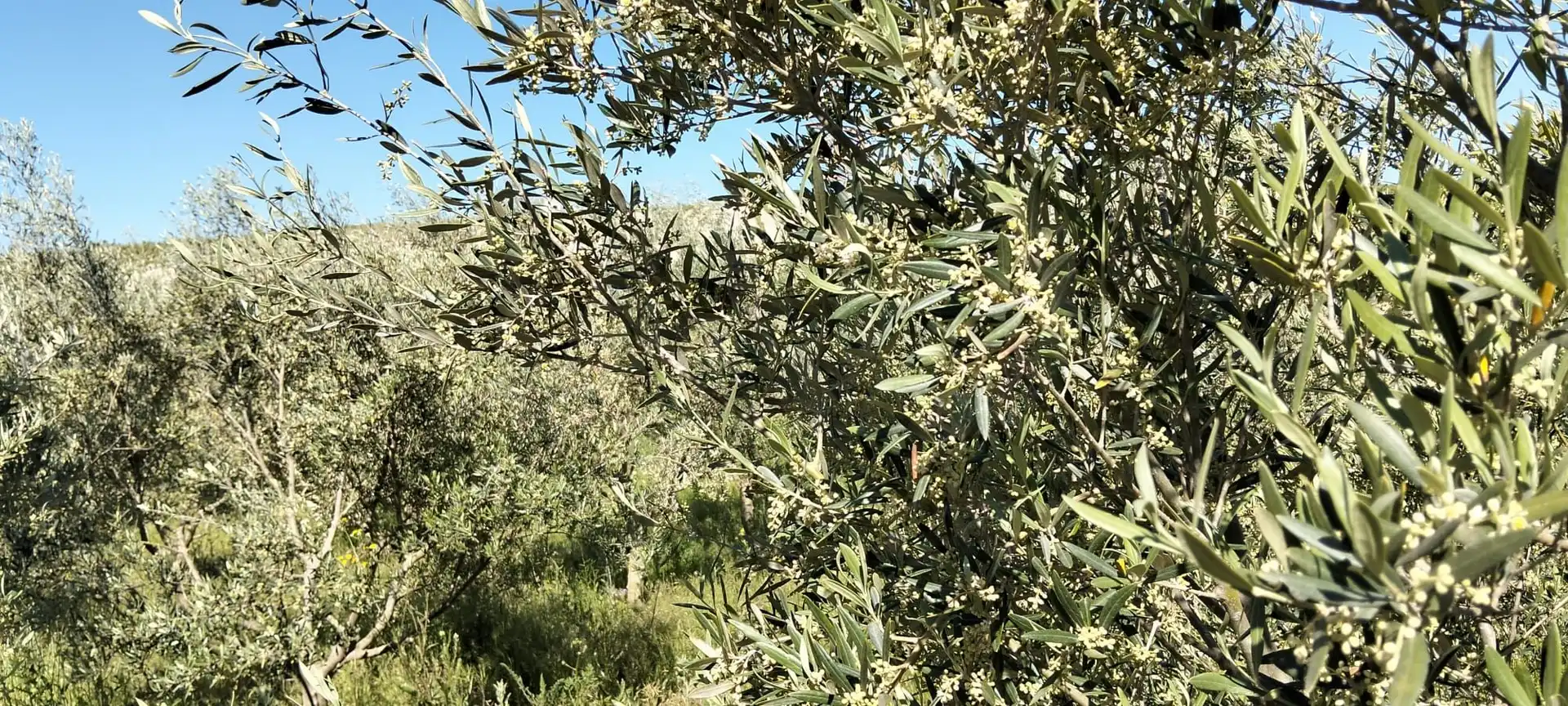 Lands and plots for sale in Lebrija, imagen 8