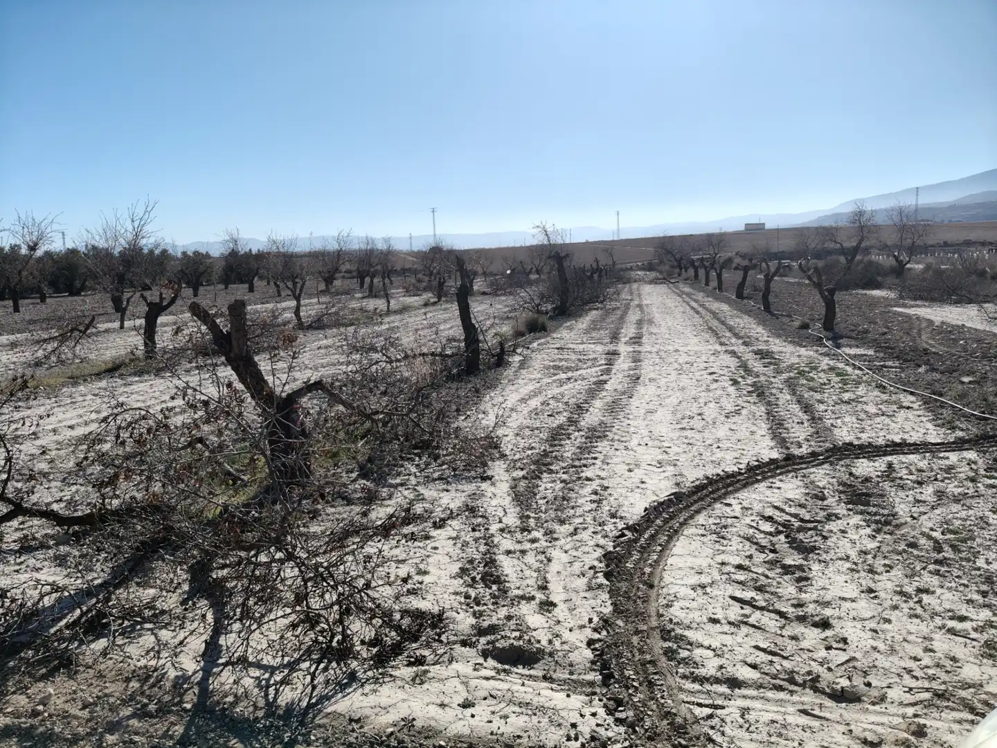Terreno rústico en venta en Cortes de Baza, imagen 4