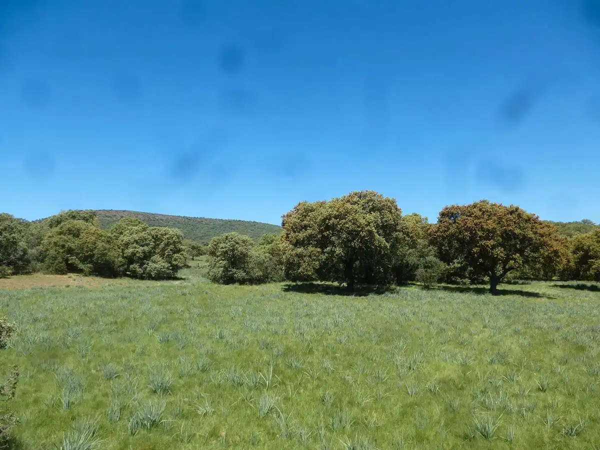 Terreni e lotti in vendita a Madroñera, imagen 7