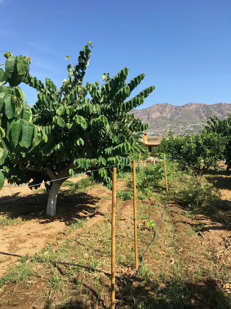 Casa rústica en venda a Monte los Almendros - El Pargo - Costa Aguilera, imagen 46