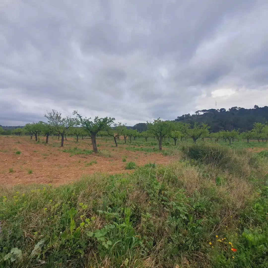Rustikales Grundstück zum Verkauf in El Pinell de Brai, imagen 4