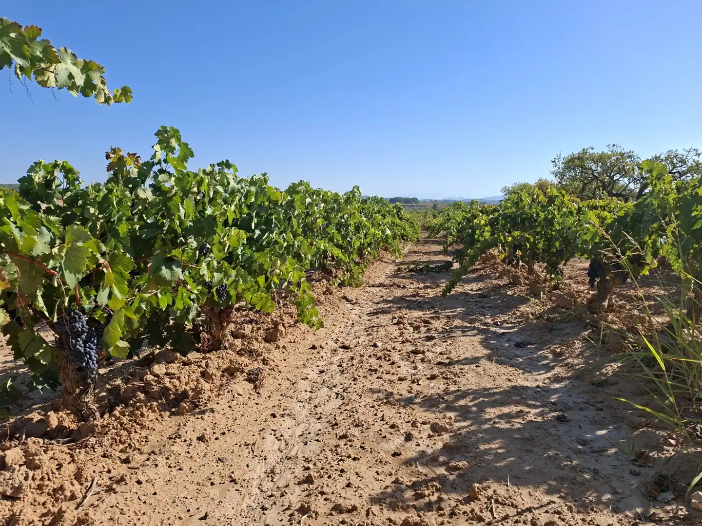 Terreno rustico in vendita a Avinguda d'Aragó 37, imagen 6