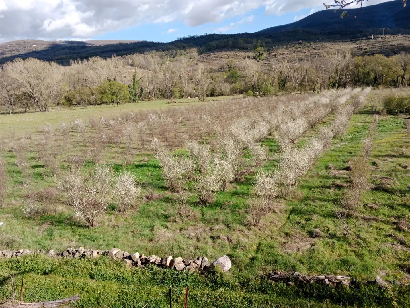 Terreno en venta en El Torno 
