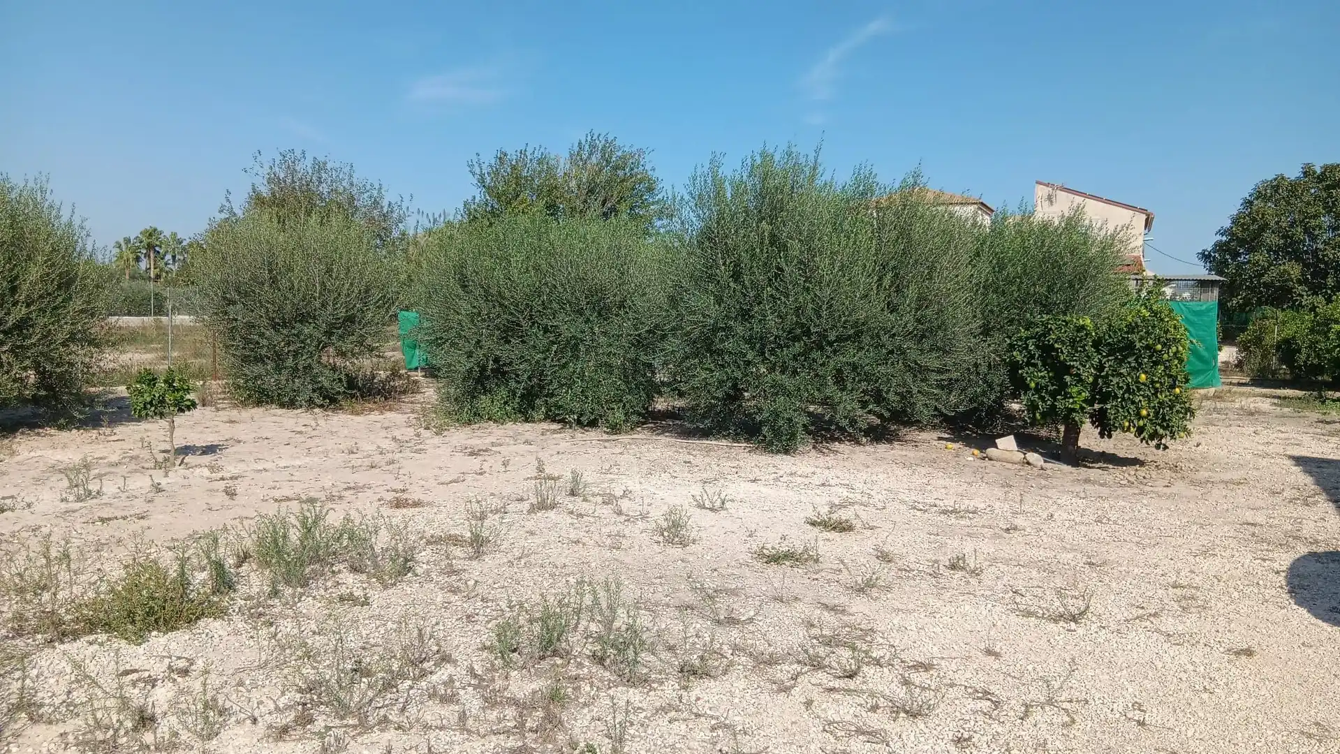 Terreny rústic en venda a Pedanías Oeste, imagen 2