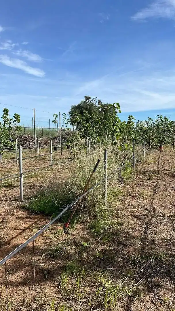 Finca rústica de lloguer en Valencia amb Jardí privat