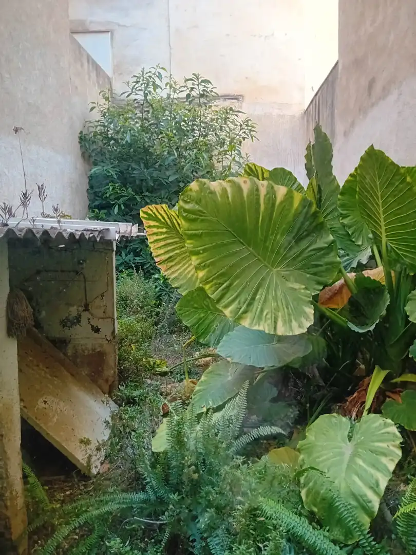 Jardí de Casa o xalet en venda en Calella amb Jardí privat i Terrassa