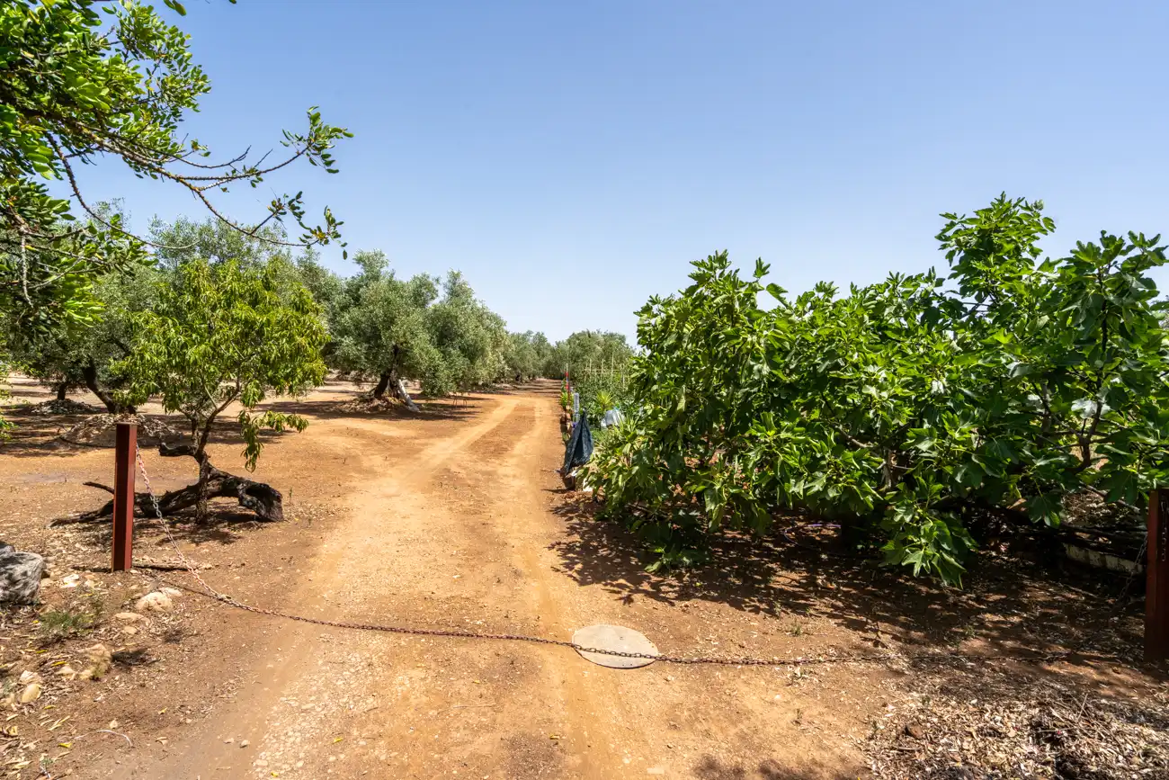 Terreny rústic en venda a Camí Miliana 1, imagen 26