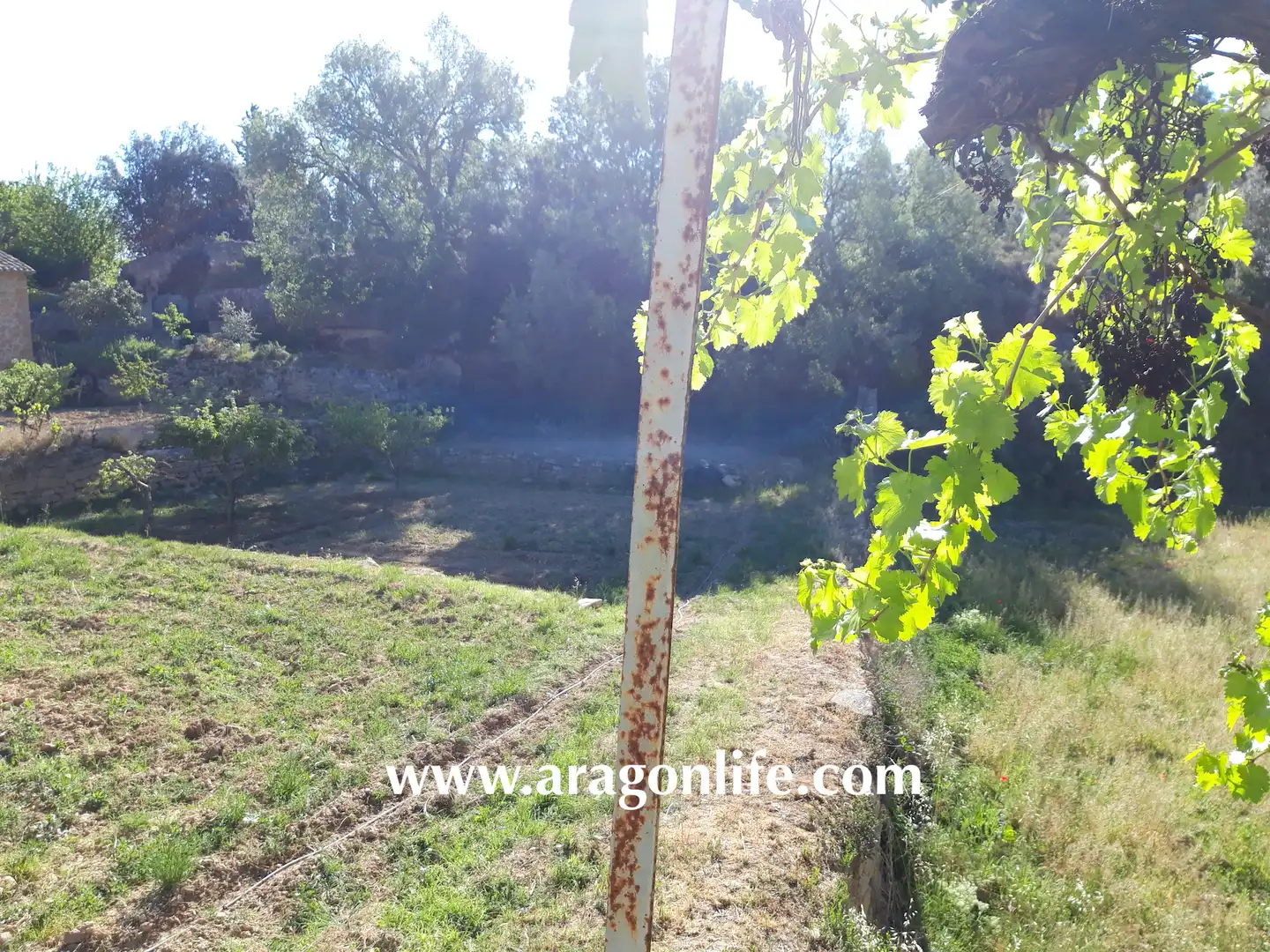 Jardín de Finca rústica en venta en Calaceite