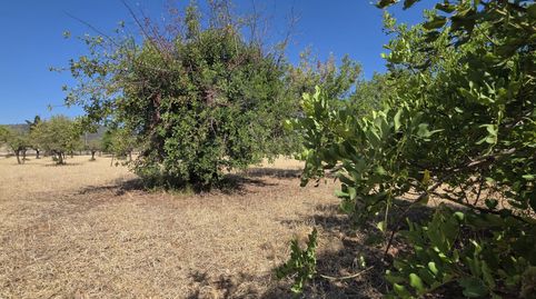 Photo 5 of Land for sale in Polígono 14, Parcela 97, Ses Cremades, 97, Selva, Illes Balears