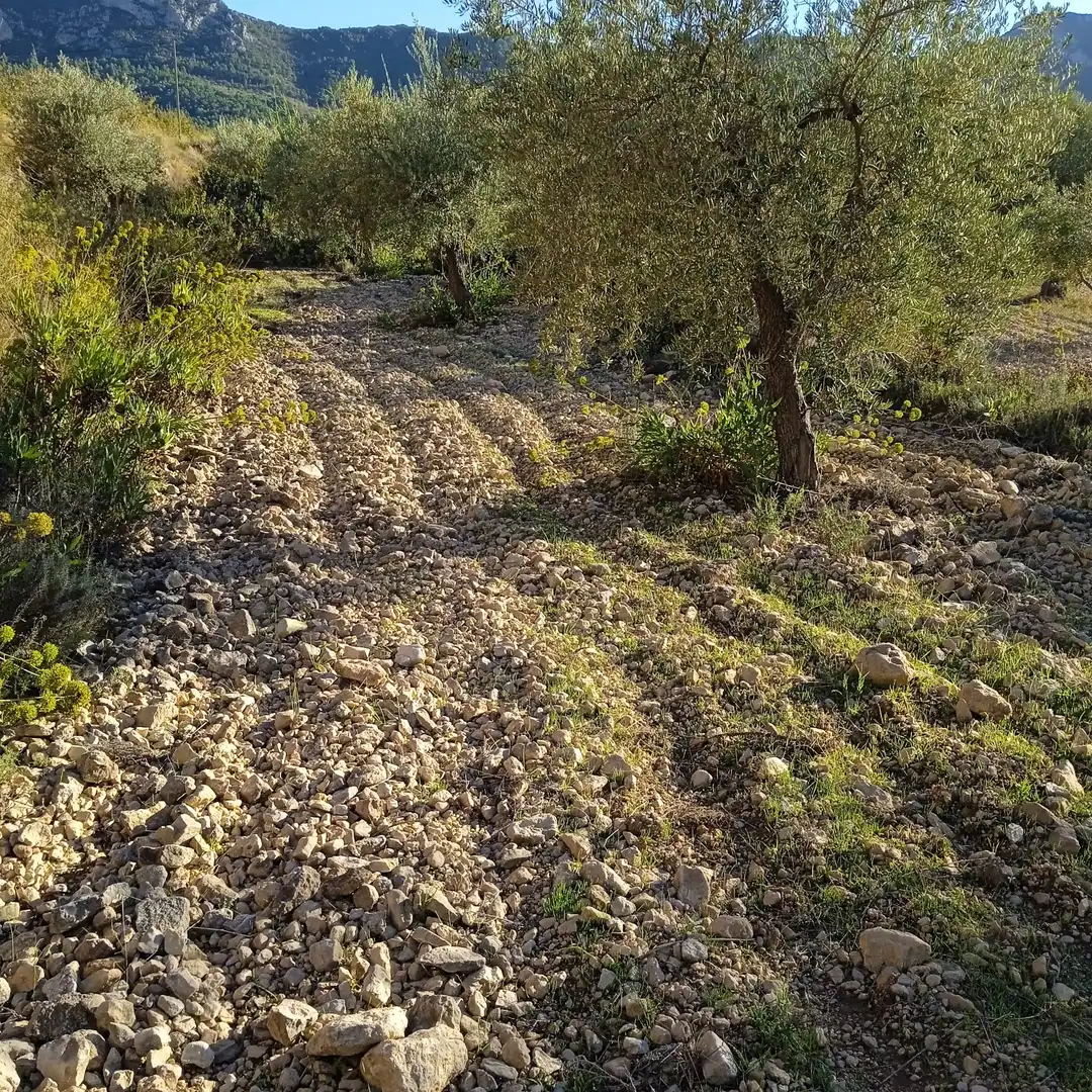 Terreny rústic en venda a La Romana, imagen 4