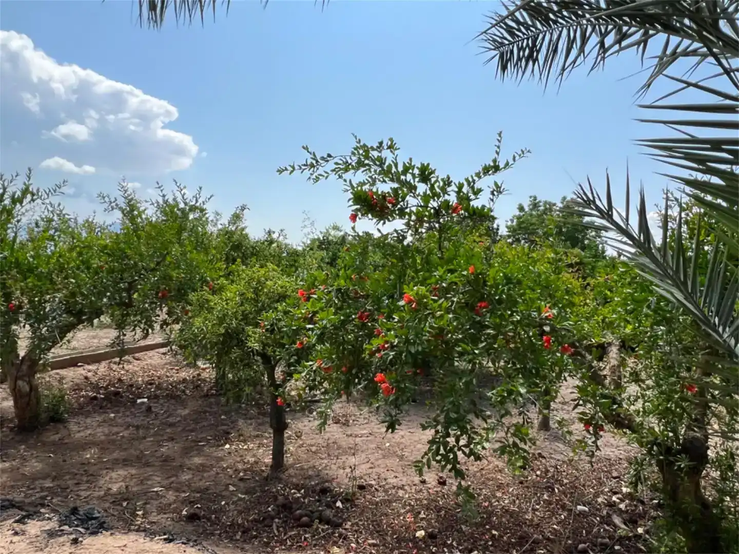 Terreno en venta en Alhama de Murcia ciudad