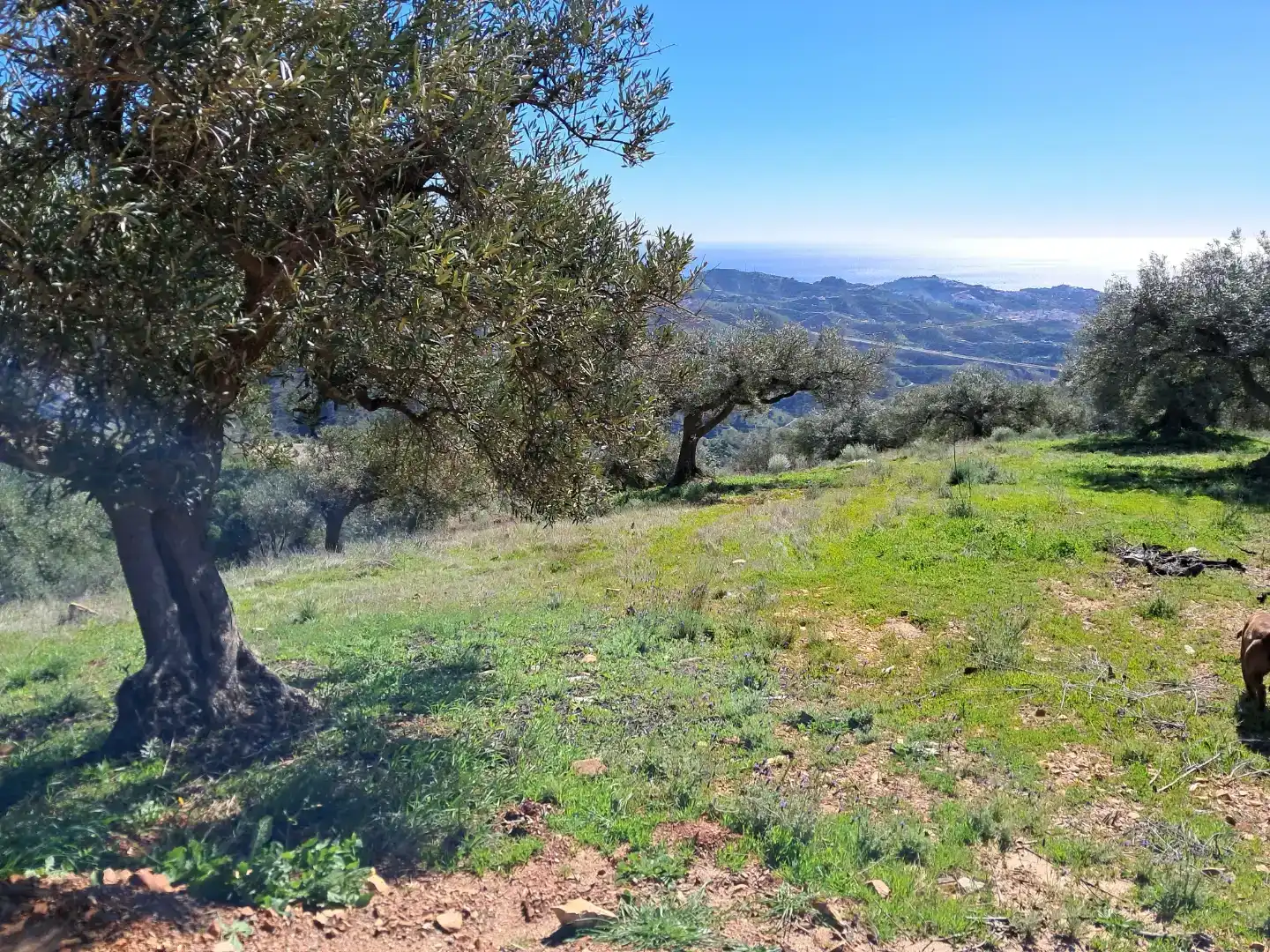Finca rústica en venda en Almuñécar amb Traster, Moblat i Forn