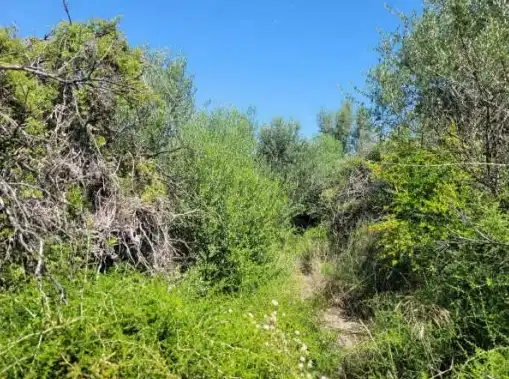 Rural land for sale in Pt Casalet, Pol 7, imagen 9