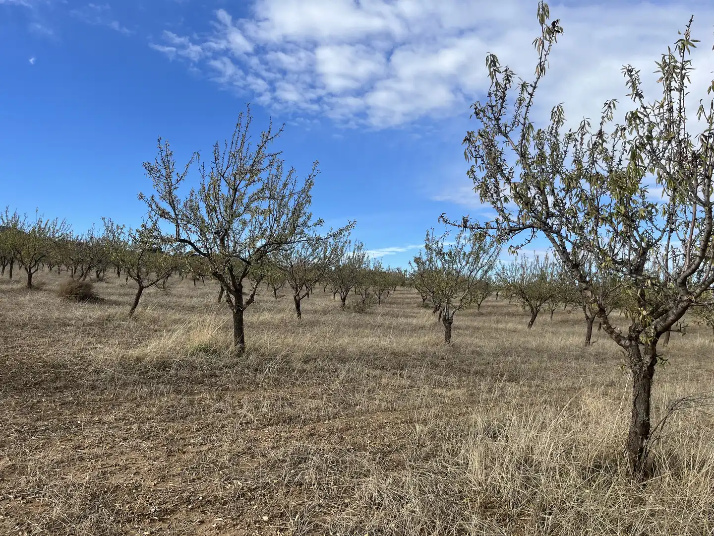 Rustikales Grundstück zum Verkauf in Avenida de Andalucía, imagen 12