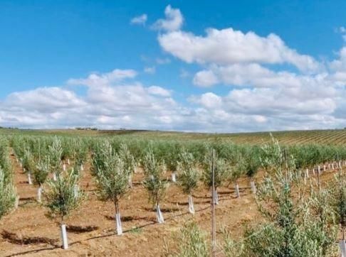 Finca rústica en venda en  Jaén Capital