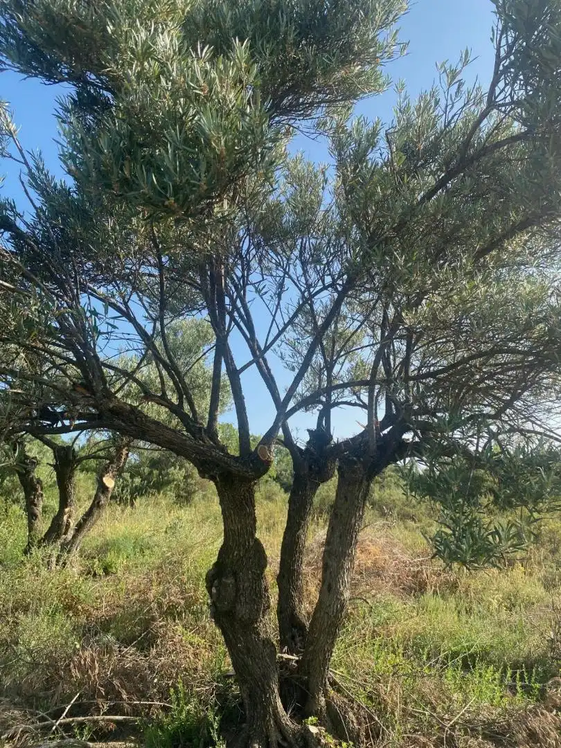 Grundstücke zur Miete in Loranca de Tajuña