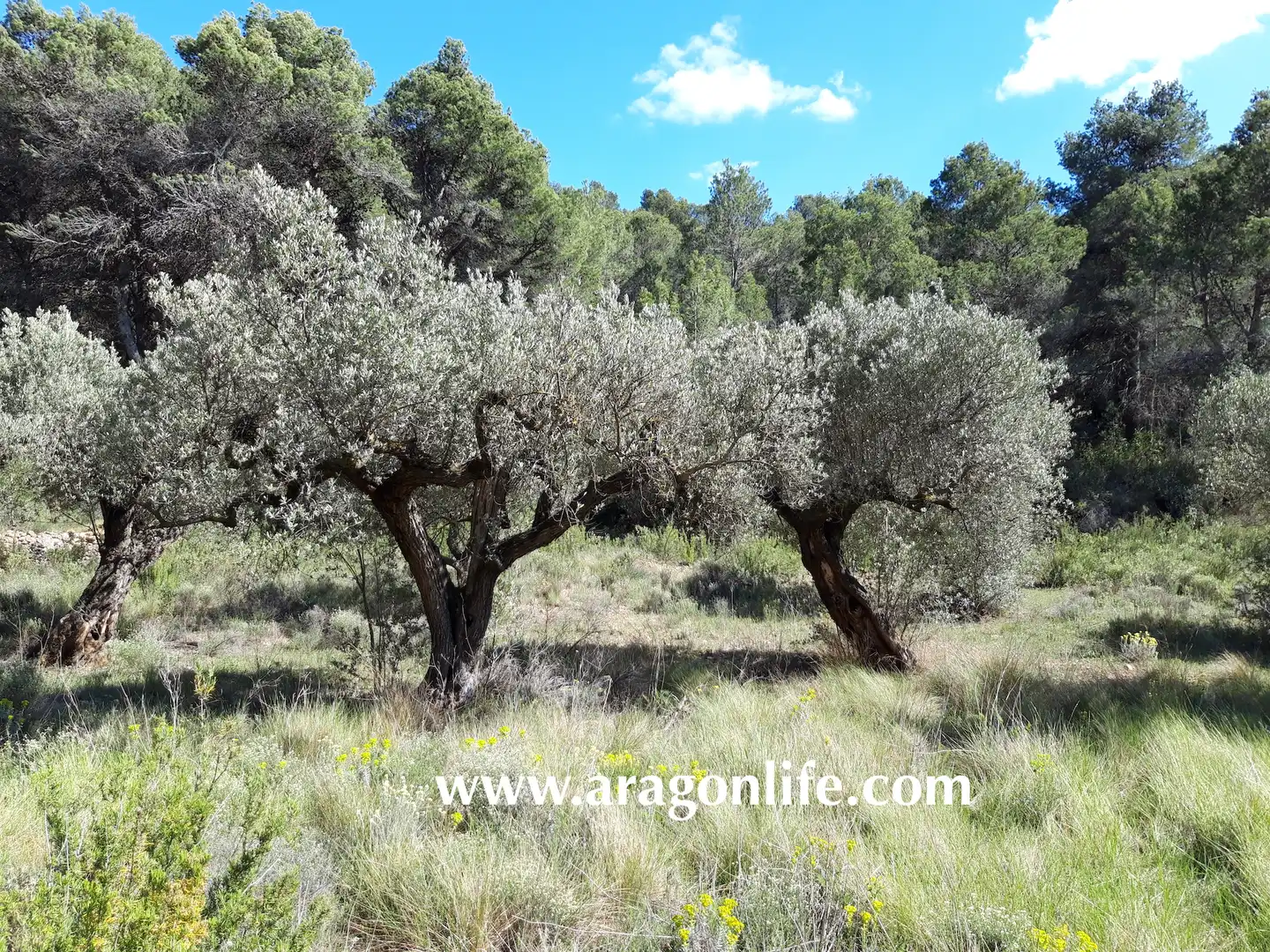 Rural land for sale in Gandesa, imagen 9