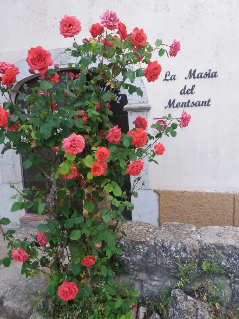 Vista exterior de Finca rústica en venda en Cornudella de Montsant amb Calefacció, Jardí privat i Terrassa
