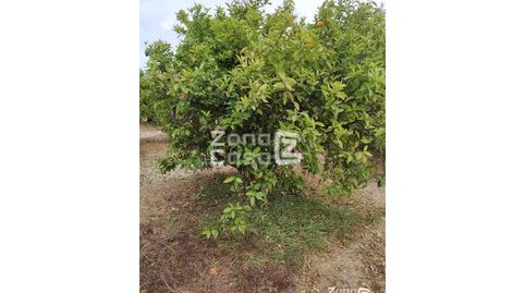 Finca Rustica  Venta Algemesí