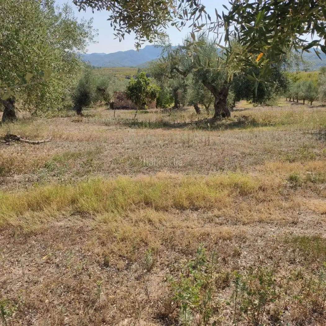 Rural land for sale in Carrer de la Muntanya 1, imagen 3