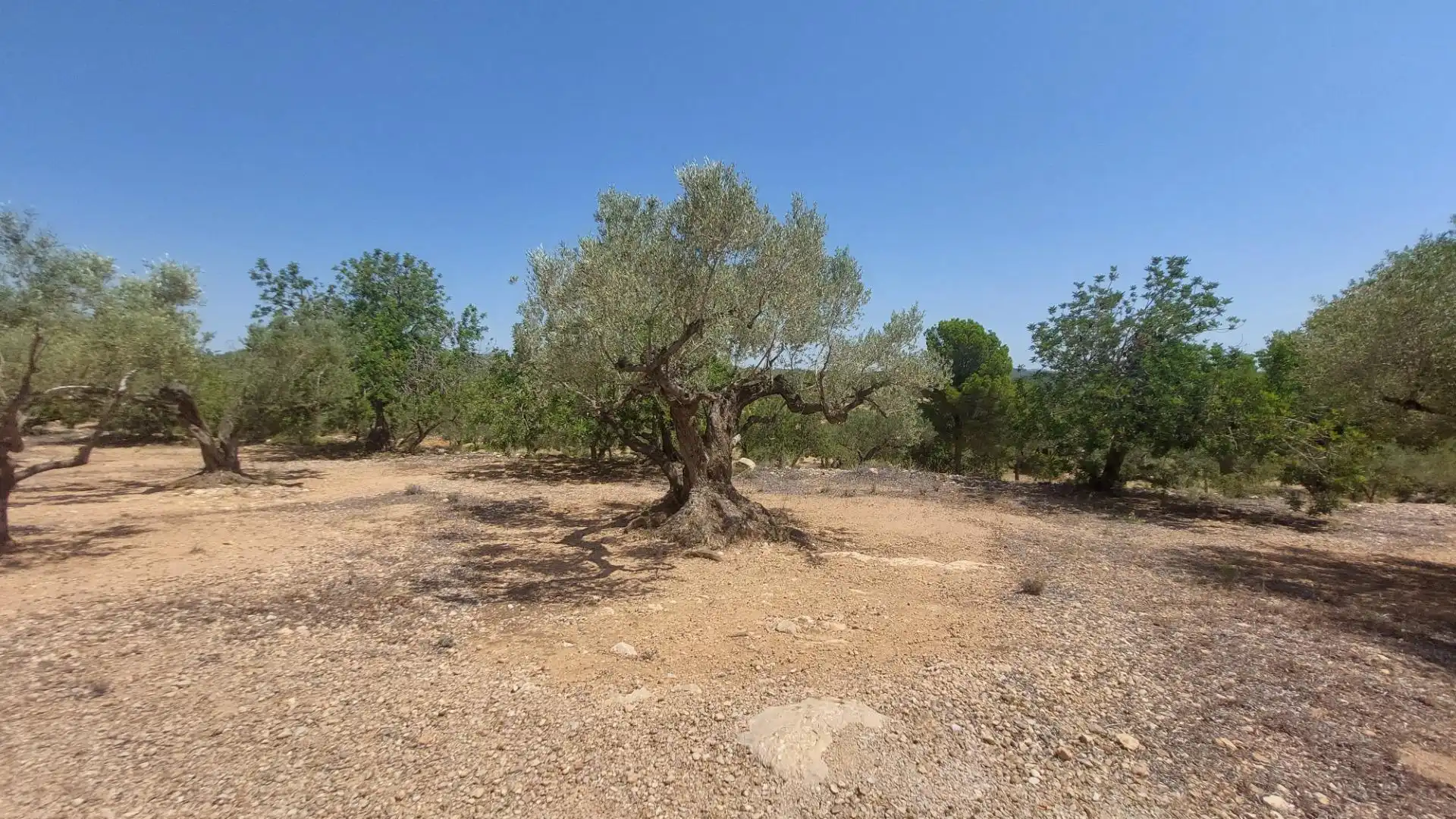 Maison rustique à vendre à L'Ampolla, imagen 23